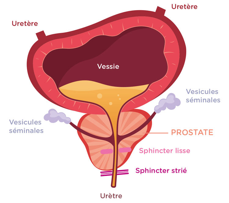 Shéma de l'anatomie du bas appareil urinaire de l'homme